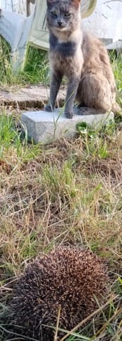 Un nouvel habitant dans mon jardin 😁