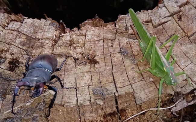 Insectes géants! (pas de Coralie..)