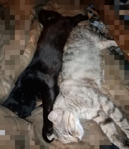 Stérilisation, le retour !