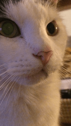 Contour du museau noir