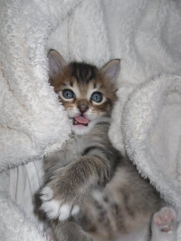 Un peu d'aide SVP :)