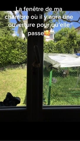 Mon chat va sortir dehors comment faire pour qu’il revienne à la maison ?