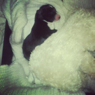 Petit chiot d'une semaine