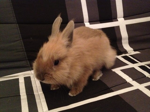 Lapine perd ses poils