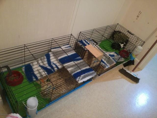 Cage aménagée pour plusieurs chons