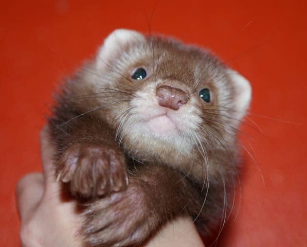 Il était une fois un furet !