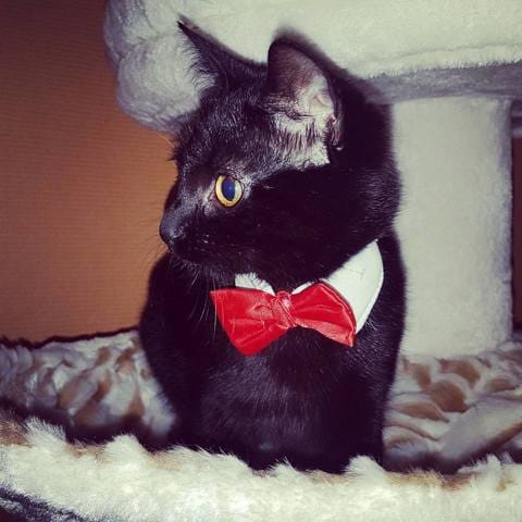Soucis de comportement Minette de 5 mois