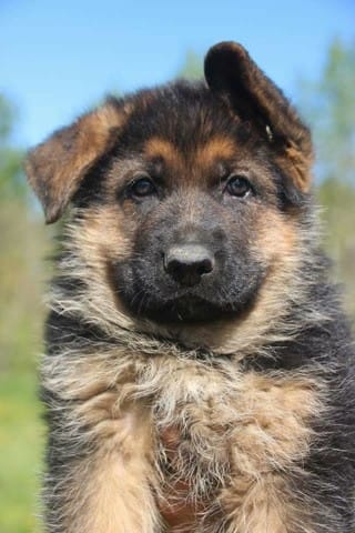 Une petite dernière pour la route : Nerwen !