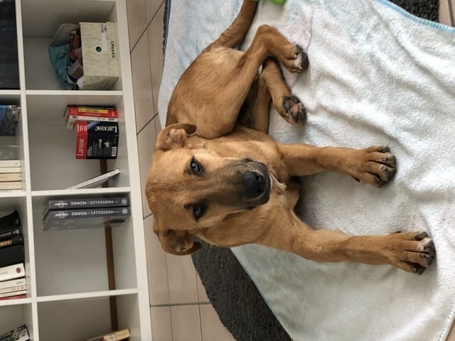 croisement de mon chien