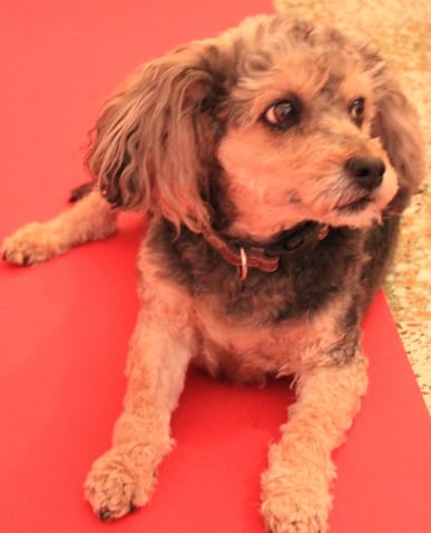 Quelle race de chien est-ce ?