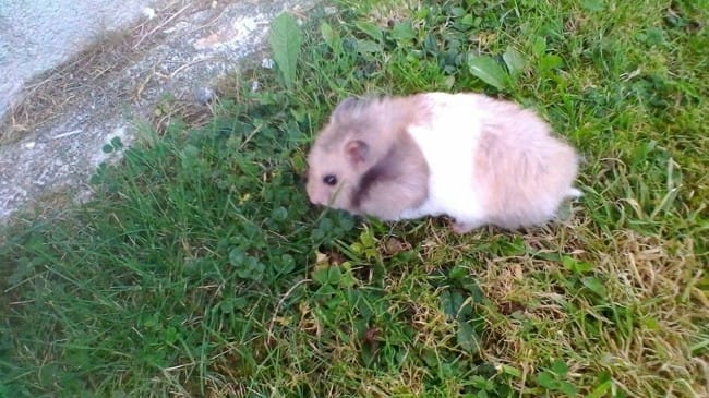 Je ne connais pas la race de mon hamster