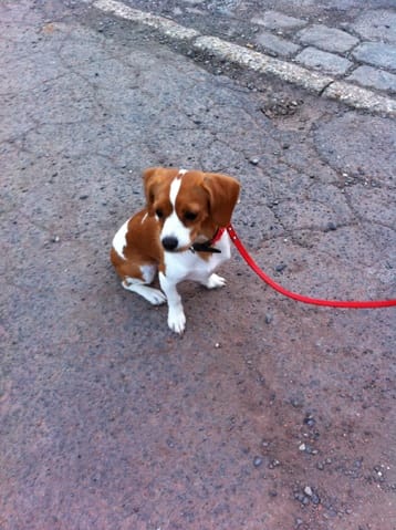 Propreté chez un chiot de 7 mois