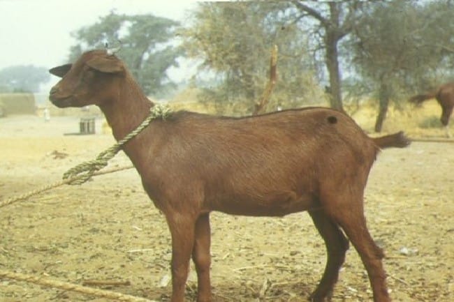 Chèvre rousse