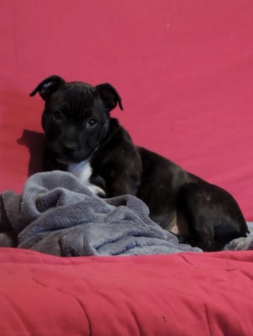 Izzy Staffordshire bull terrier