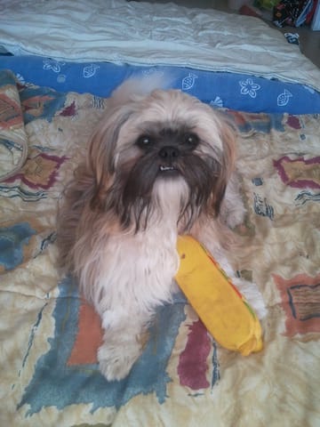 Pour ou contre opération des dents Shih Tzu