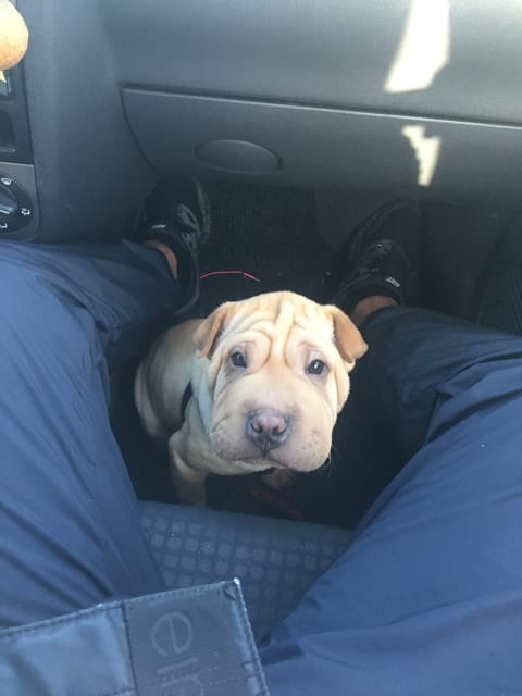 Sharpei oreille rouge, excès cérumen, problème alimentation?