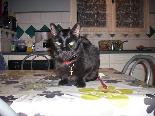 chat qui vomit 