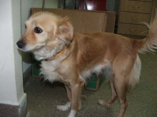 combien de bébé pour ma chienne