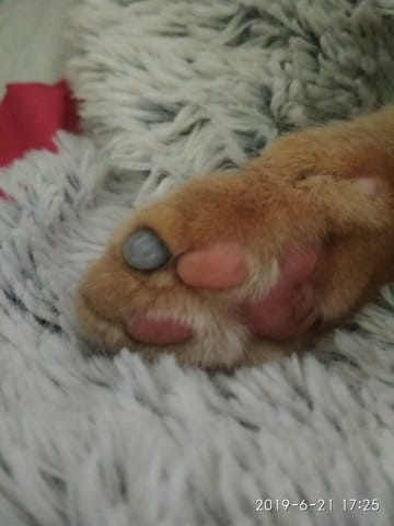 Tique sur le coussinet ?