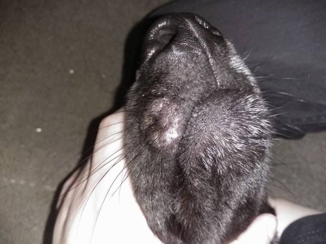 Grosseur bizarre sur une babine