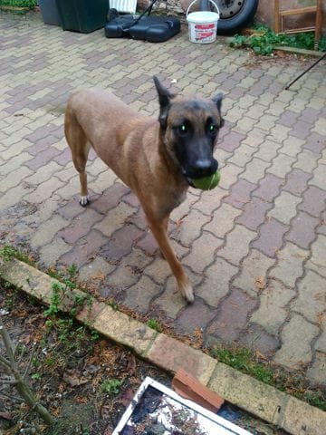 Malinois confirmatoire ou pas ?