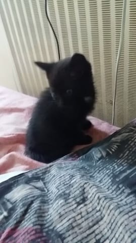 Quel âge a mon chaton.
