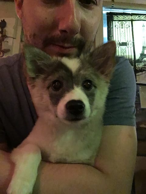 Deviner la race du chien