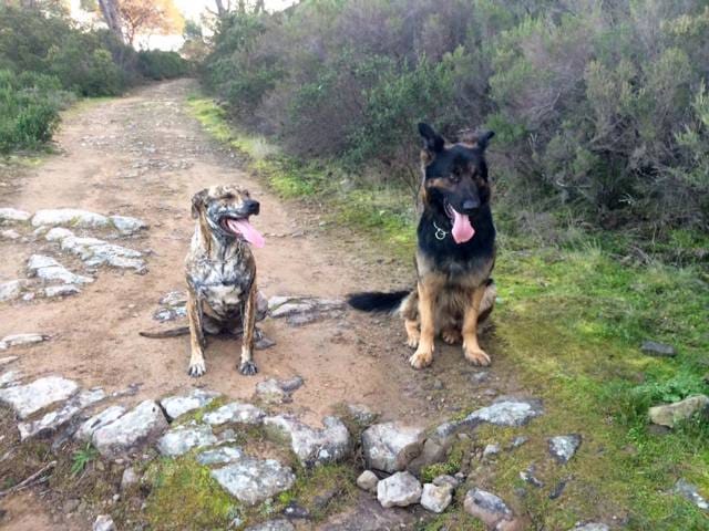 Mes bébés Marley et Heavy !!!