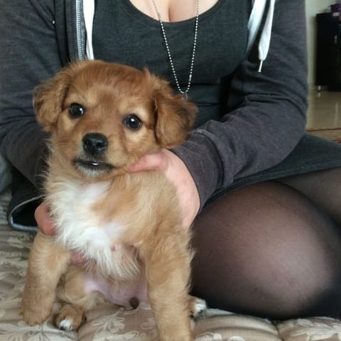 Quel race de chien???