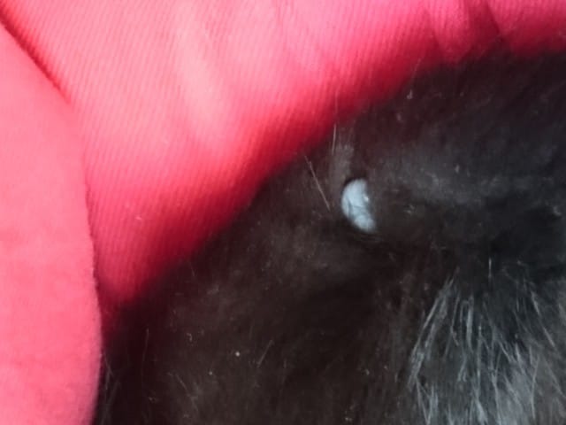 Boule blanche dans les poils de mon chat
