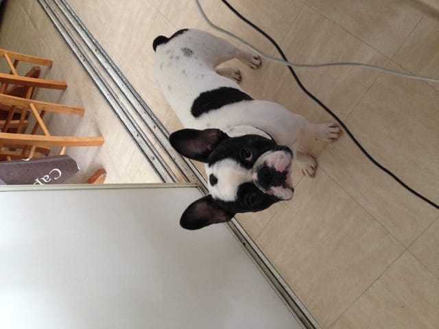 Evolution de mon bouledogue français