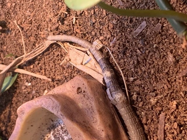 La queue de mon jeweled lacerta n’est pas belle