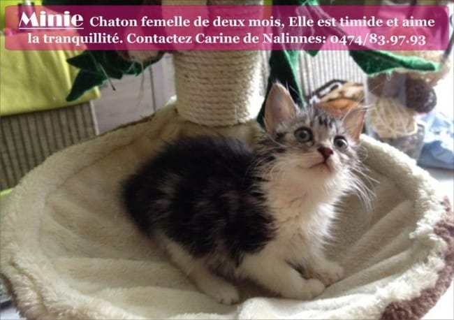 chatons en danger