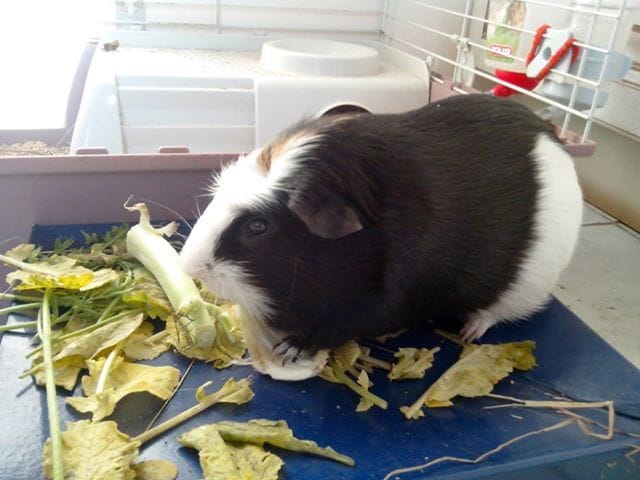 mon cochon d'inde ne mange plus de foin