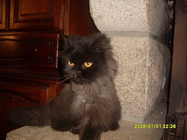 chat agressive ,et pas propre