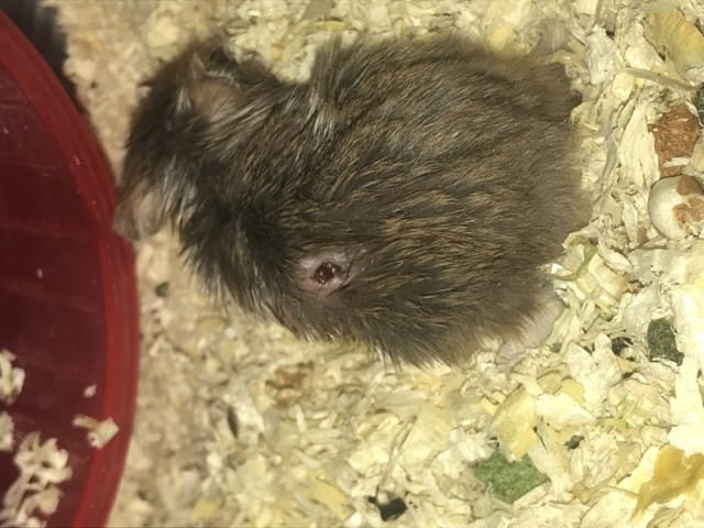 Mon hamster a-t-il une maladie?