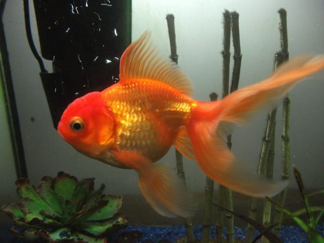 Poisson en surpoids?