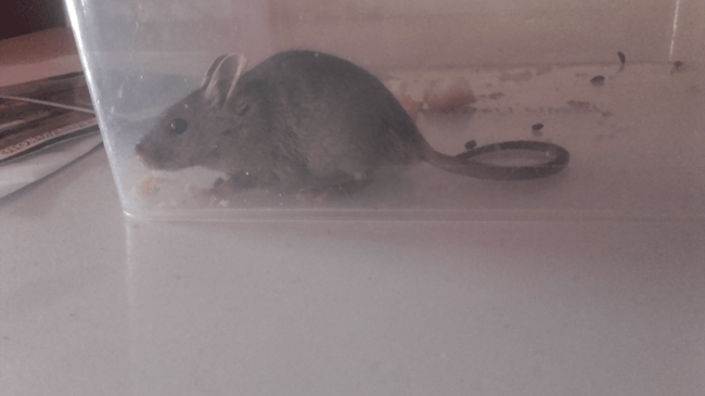 Bestiole trouvée chez moi qu'en faire?