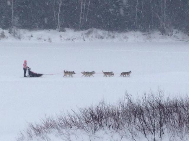 Entrainement chiens d'attelage