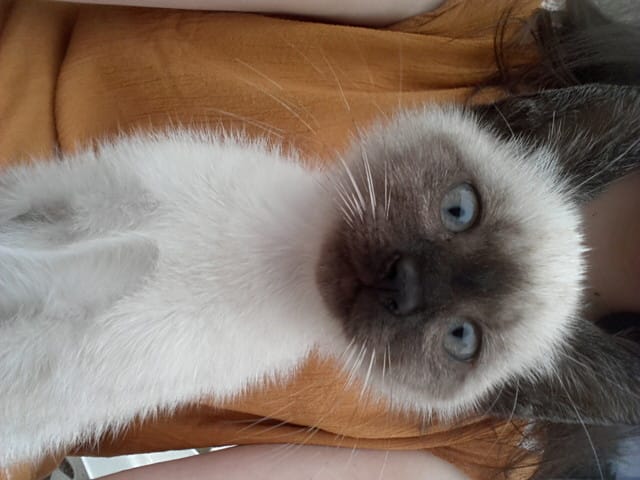Mon chaton ne fait pas caca dans sa litière