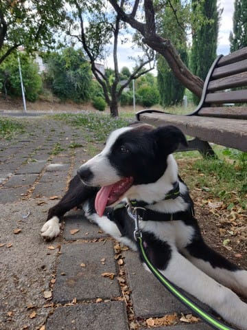 [Conseils] Chiot trop soumis