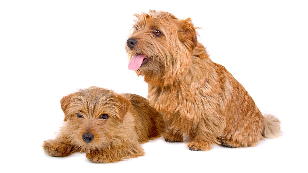 Norfolk Terrier Und Norwich Terrier Charakter Wesen Preis