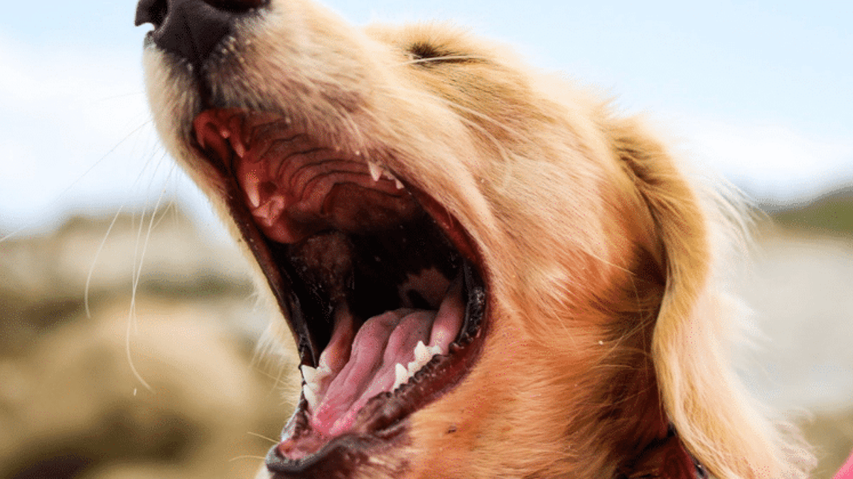 Dog Mouth Cancer Causes Symptoms And Treatments Wamiz Dog Mouth Cancer Causes Symptoms And Treatments Wamiz
