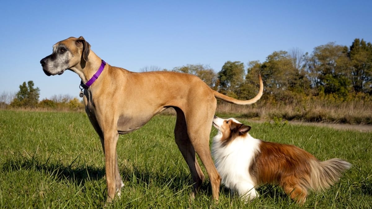 Why Do Dogs Like To Sniff Dog S And Humans Genitals