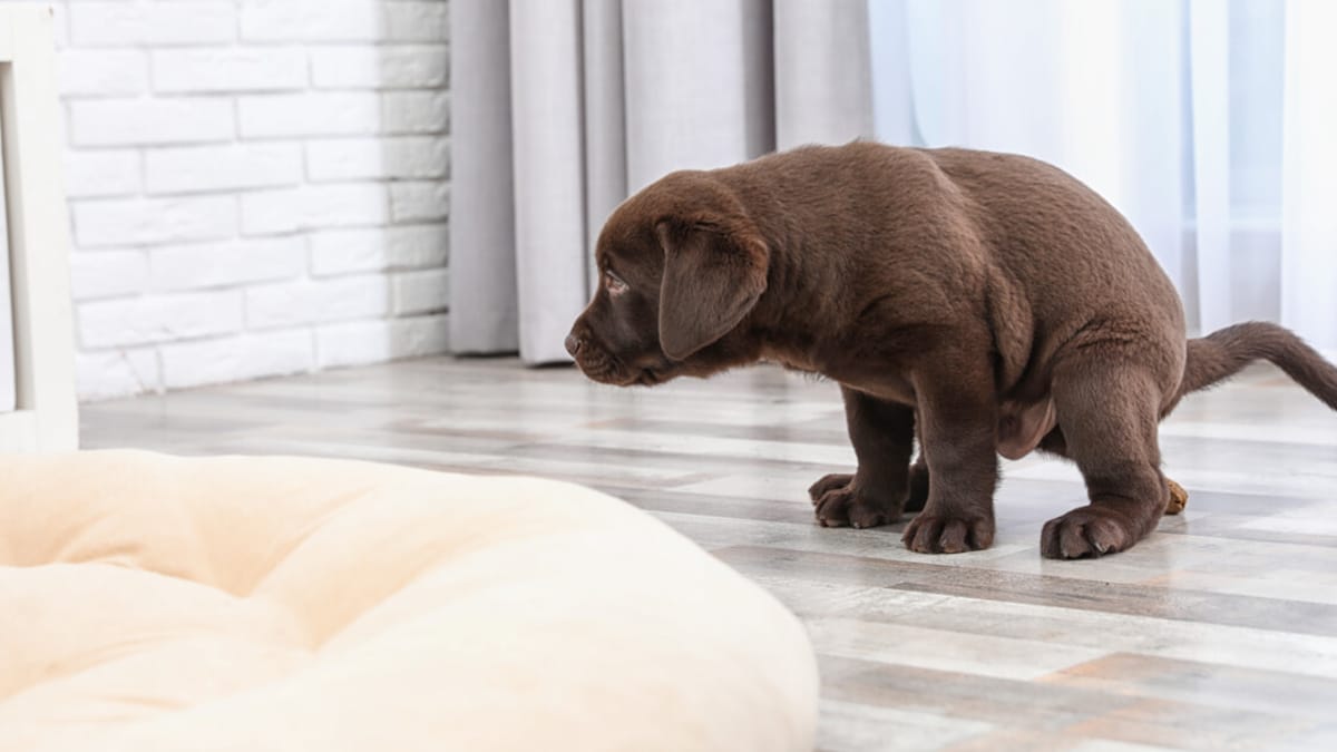 dog keeps pooping in house