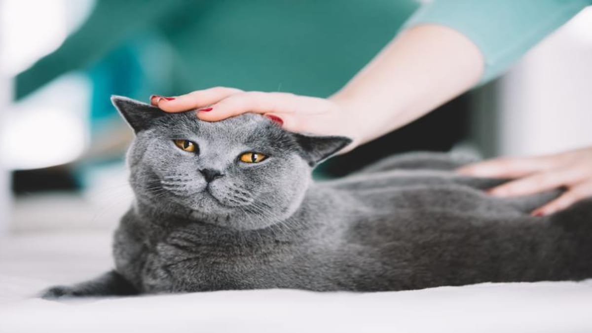 Si Castro A Mi Gato Deja De Marcar Territorio A qué edad se castran los gatos: ¿hay edad tope?