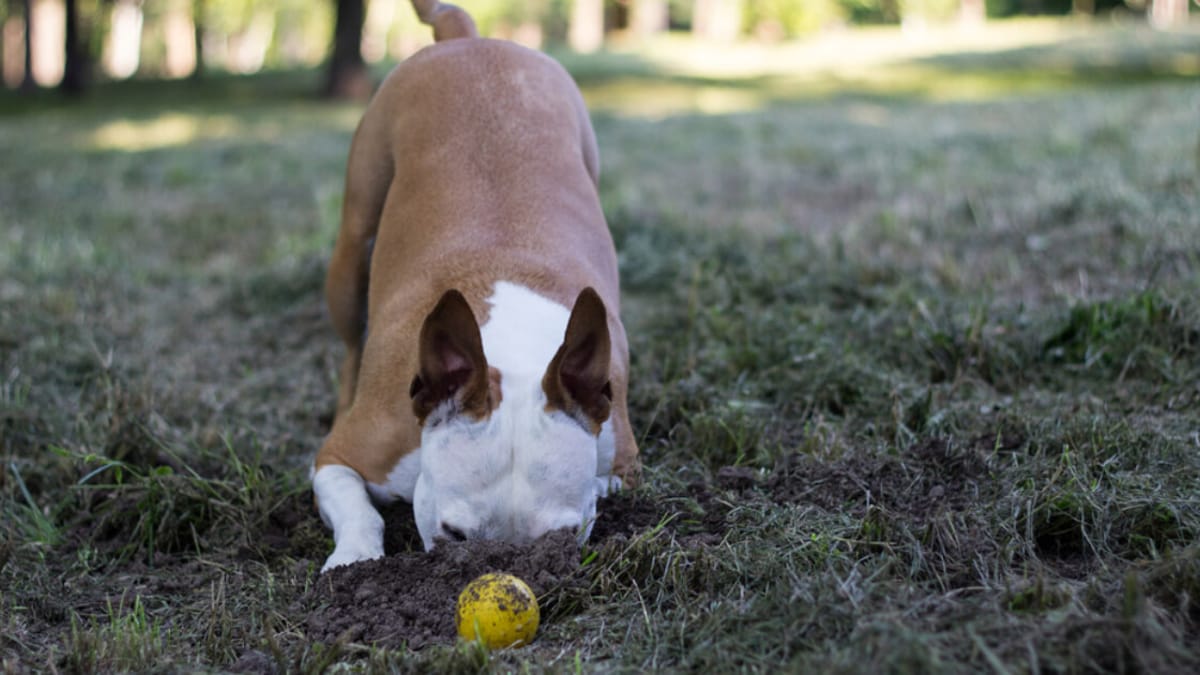 Why do dogs bury toys, bones and treats?
