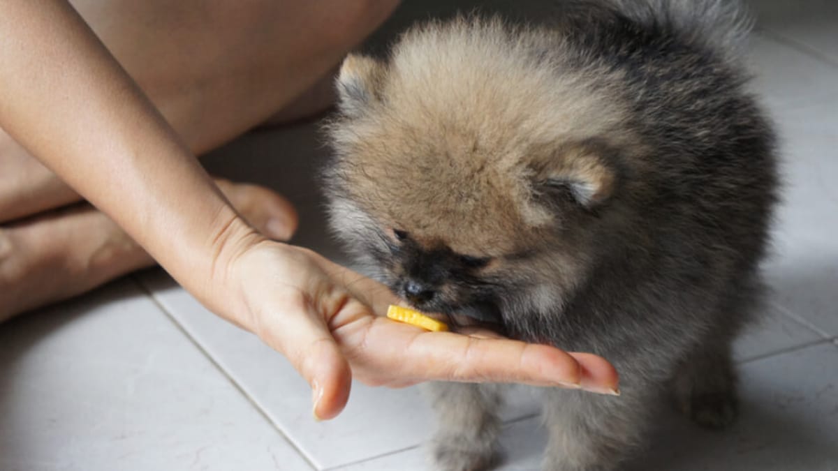 48 Can Dogs Eat Dried Mango Slices