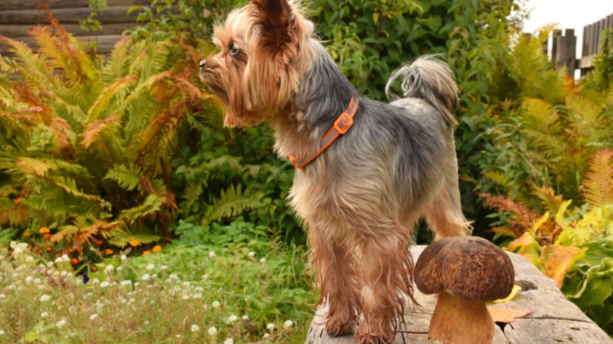 My Dog Ate Mushrooms