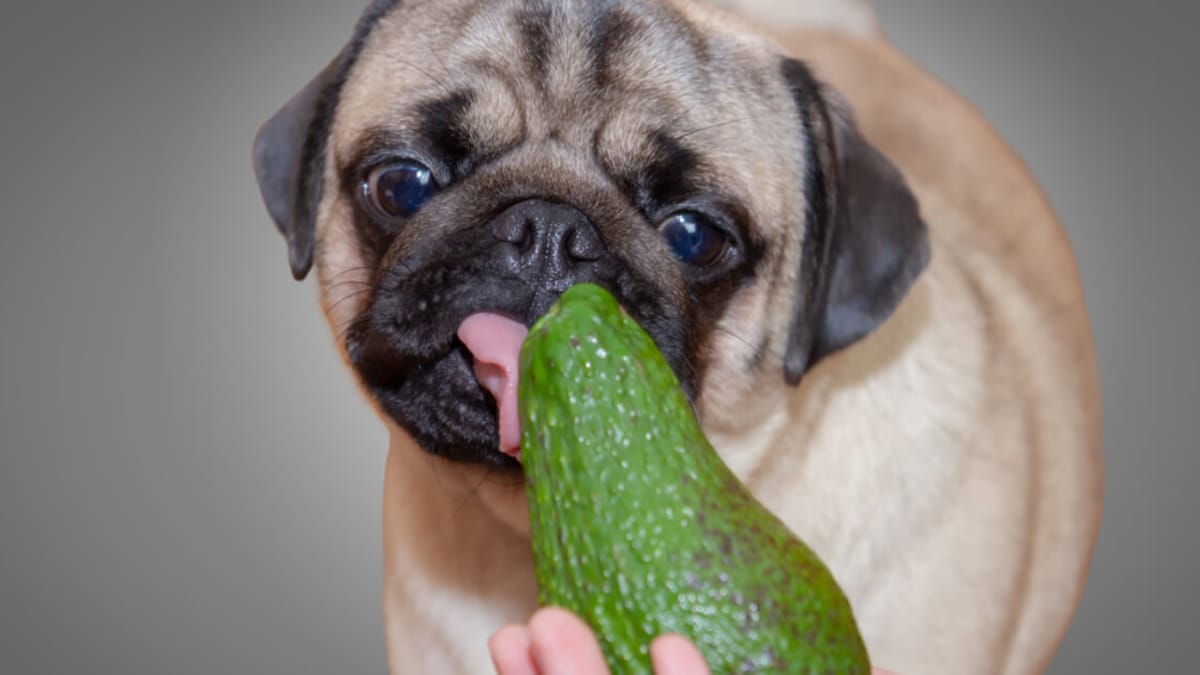 My Dog Ate Avocado